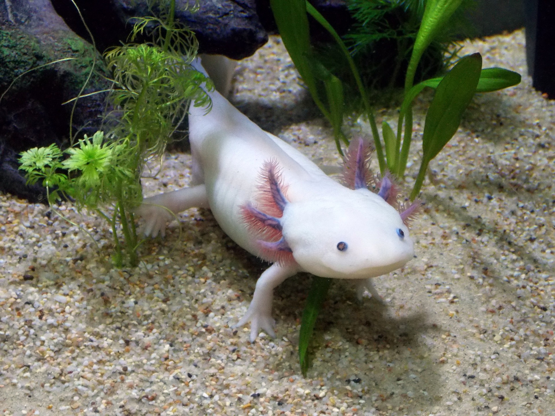 Tiere am GEO: unsere Axolotl