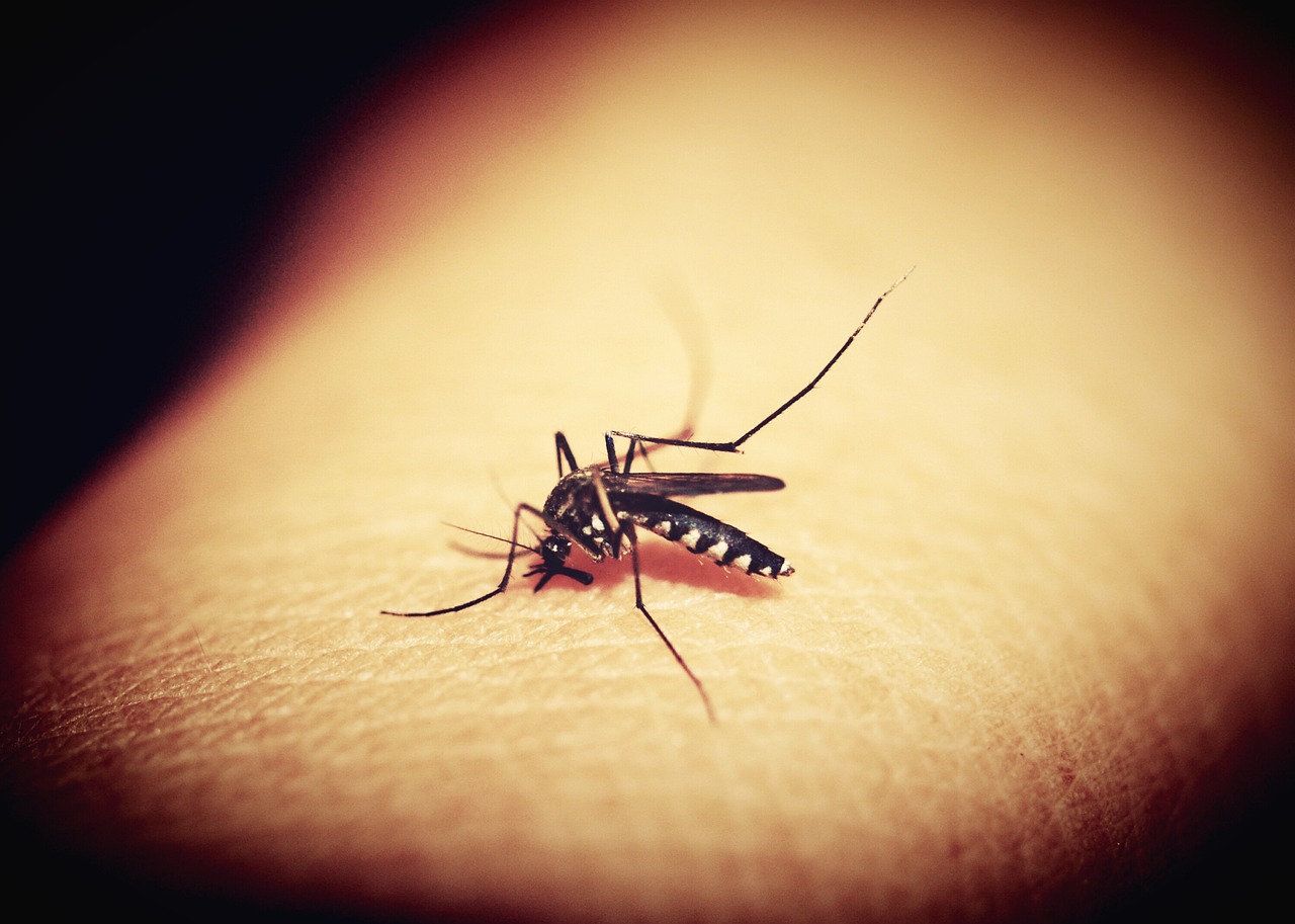 Mücken: nur nutzlose Tiere?