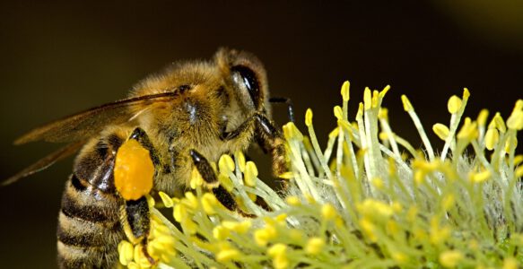 Darum sollten wir Bienen schützen