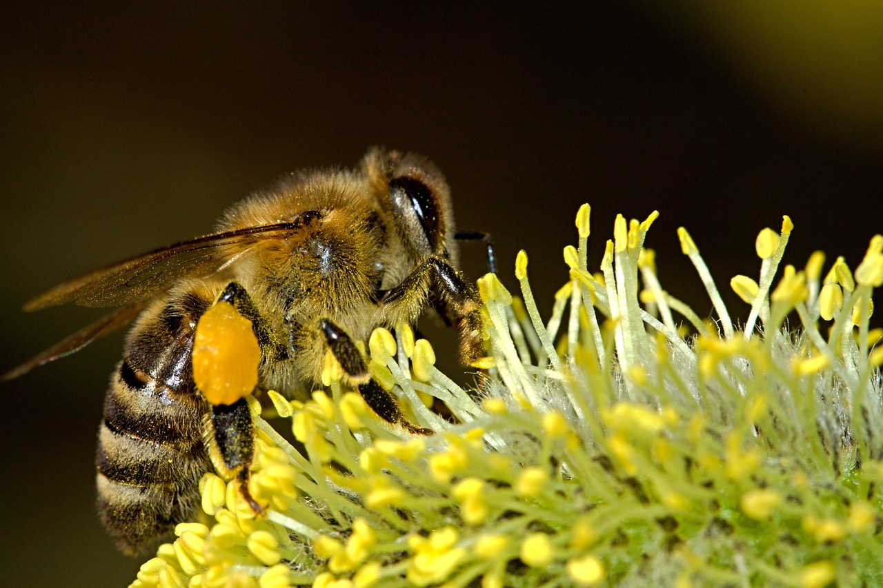 Darum sollten wir Bienen schützen