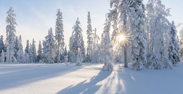 Was machen Tiere im Winter?