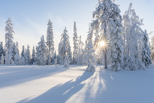 Was machen Tiere im Winter?