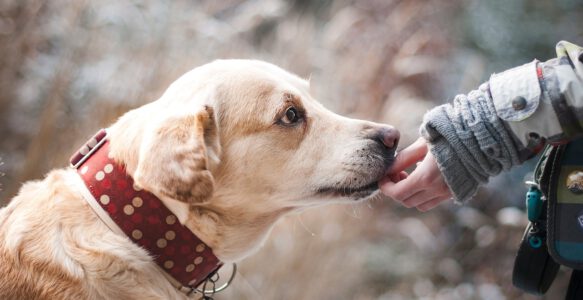 Was ist ein Diabetikerhund?