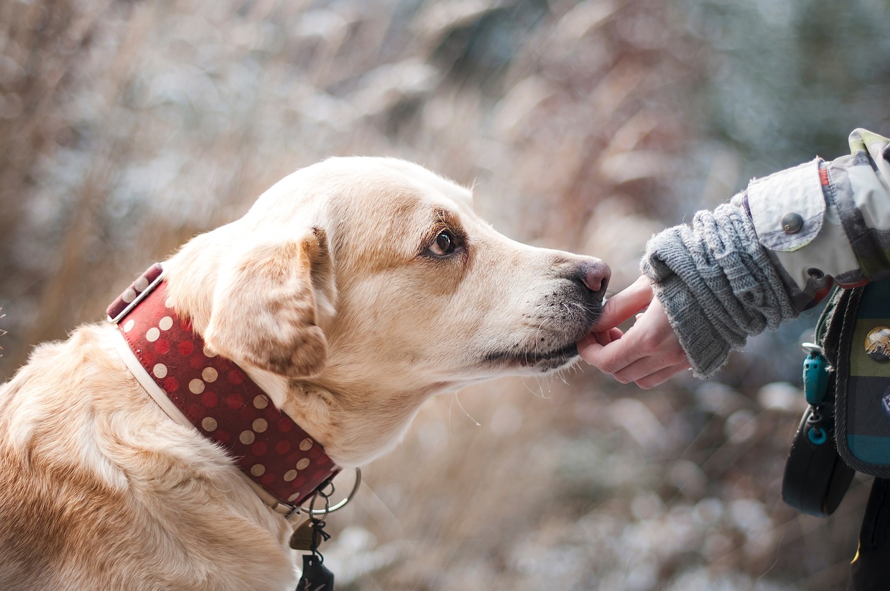 Was ist ein Diabetikerhund?