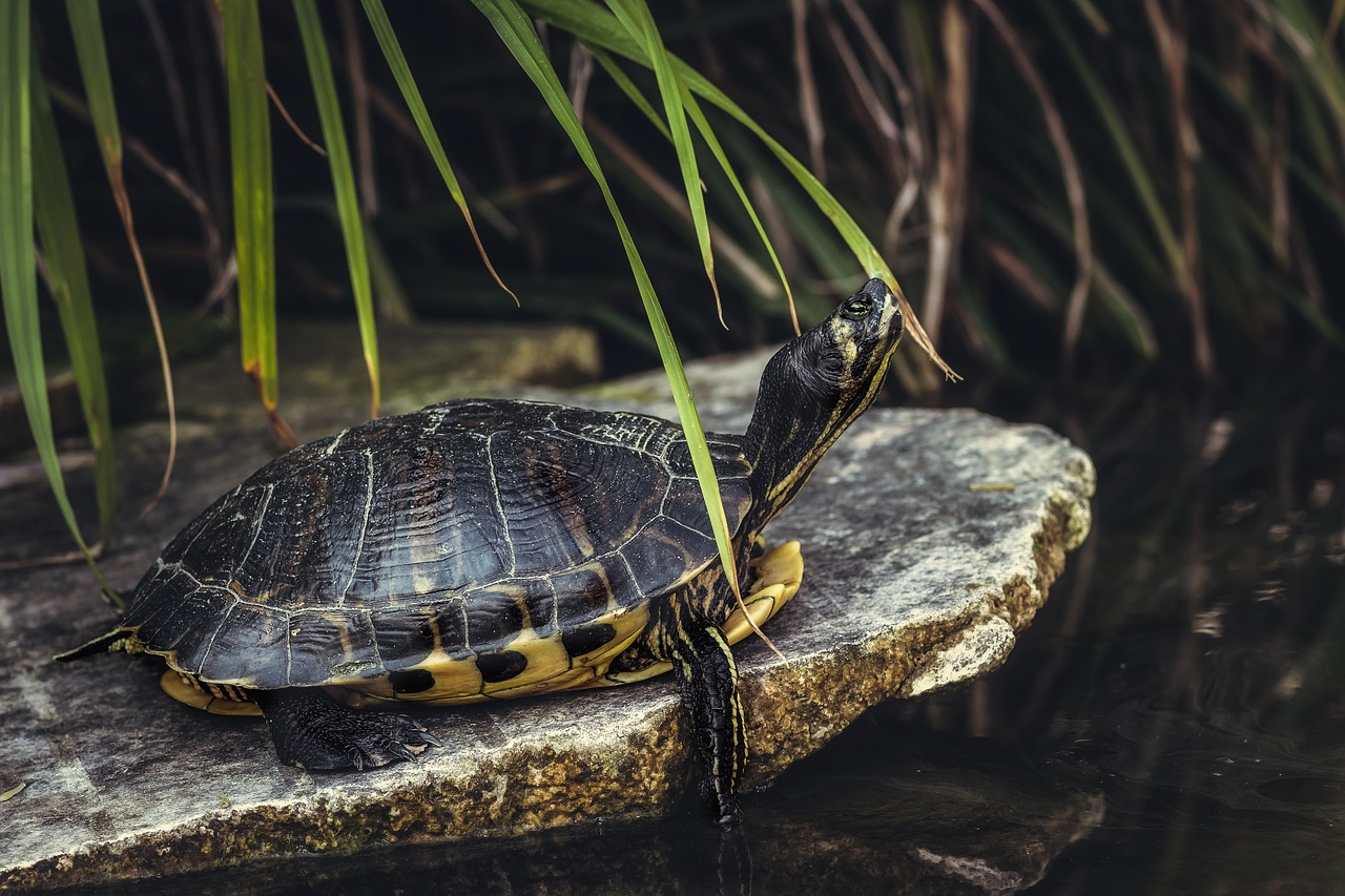 Odysseus, unsere Schulschildkröte